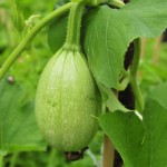 Sprung up and ran rampant out of the compost