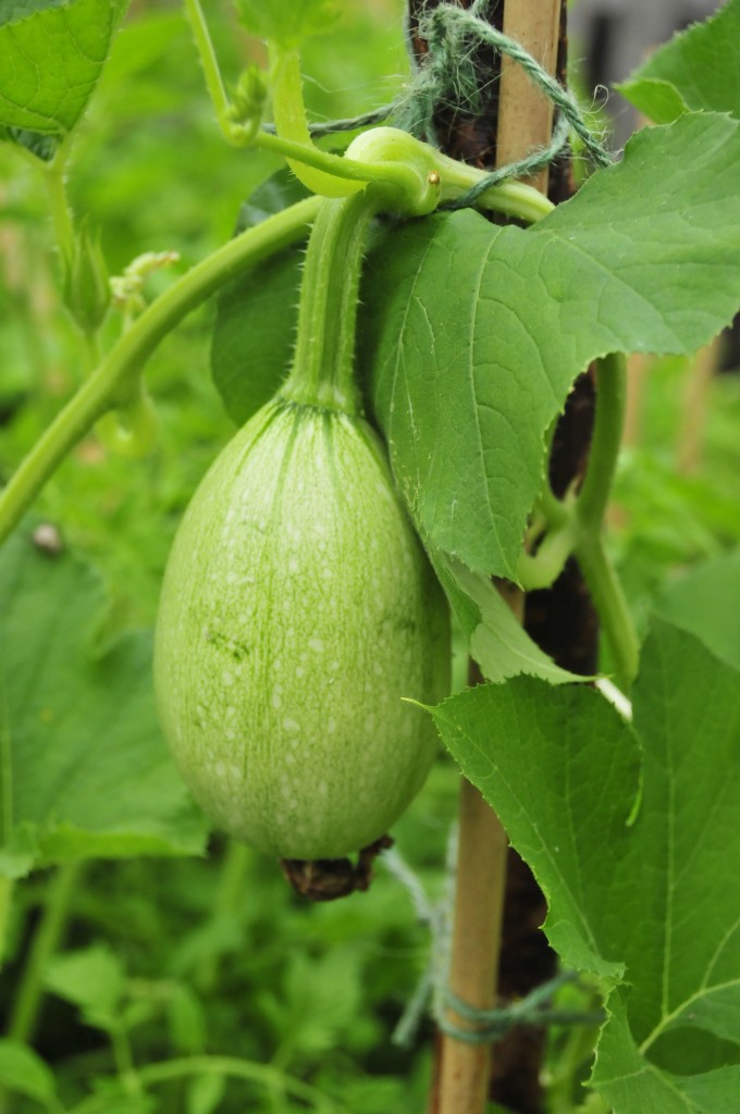 Sprung up and ran rampant out of the compost