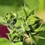 Budding buddies...Sunflowers grow in bunches, who knew?