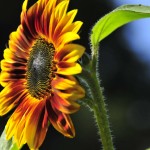 One of our very own homegrown sunflowers