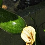 A new zucchini to cut every 3–4 days.