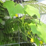 The cucumber vine Jared brought home from his gardening class at school.