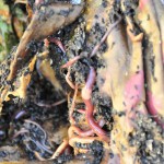 Compost Worms